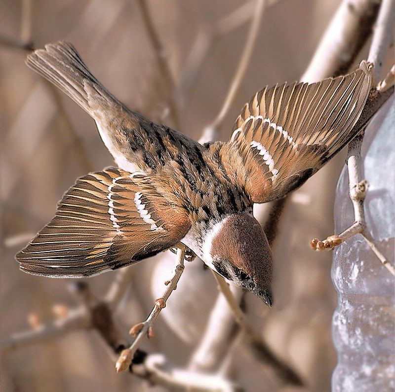 Воробушекphoto preview