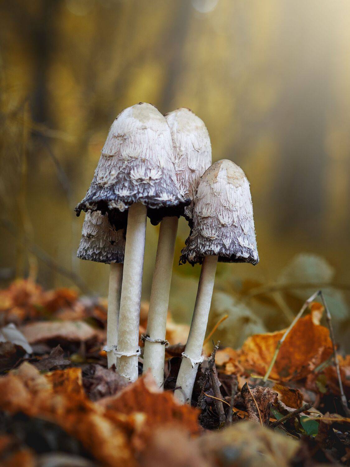 копринус, гриб, навозник, осень, Сергей Калёв