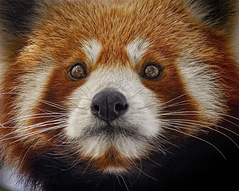 Red Panda A Red Pandaphoto preview
