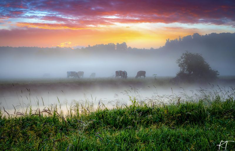 sunrise  cows  herd of cows  river  Gwda  landscape  nature  sky  clouds  fog  atmosphere  light  trees  forest  dawn Sunrise with the herdphoto preview