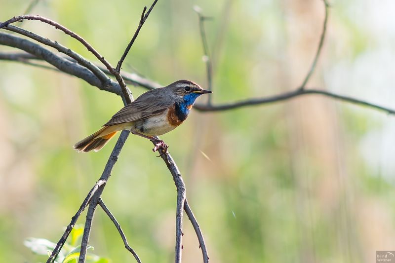 bluethroat, bird, birds, morning, nature, spring, Luscinia svecica, natural, birdwatcher, springtime Springtimephoto preview