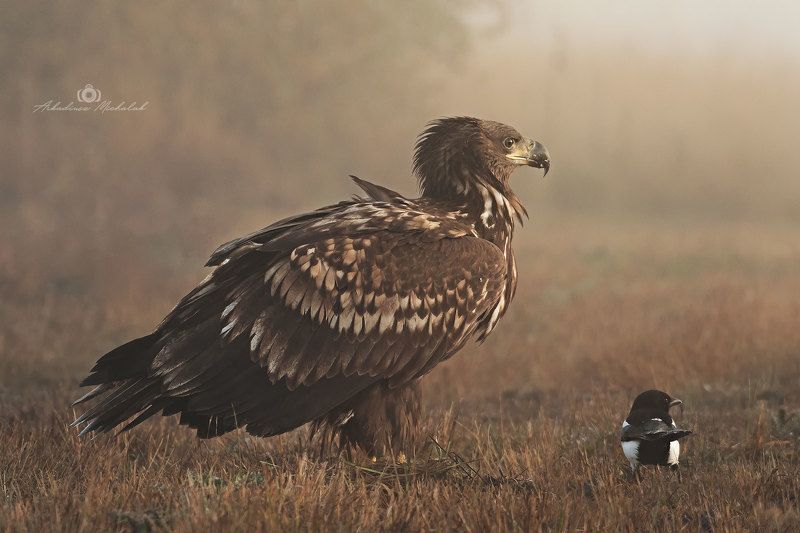 Bielik (Haliaeetus albicilla)photo preview