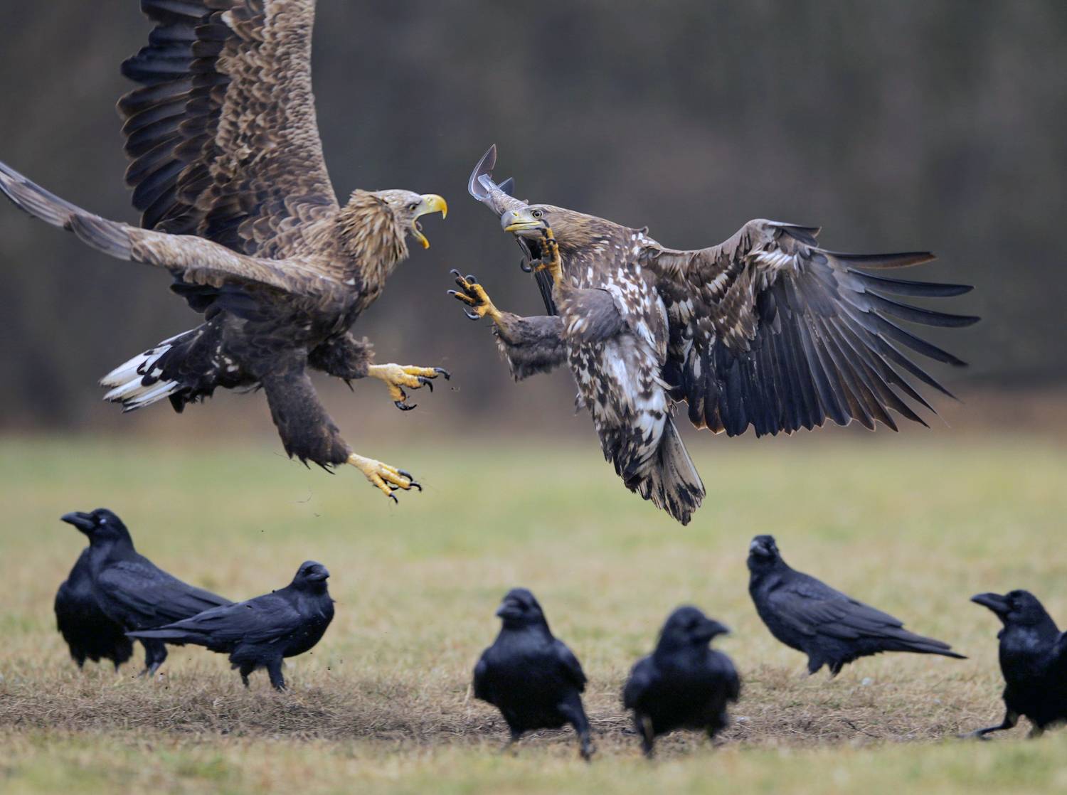white-tailed eagle , haliaeetus albicilla, Ivan Ivanov