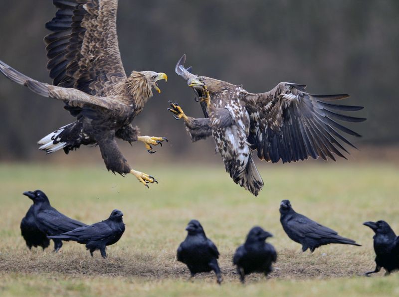 white-tailed eagle , haliaeetus albicilla battle on the second floorphoto preview