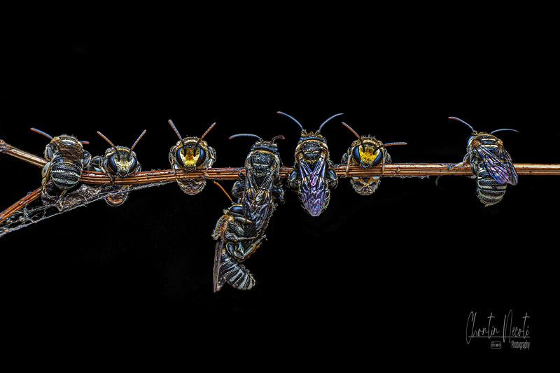 little, bees, sleep, dark, small, macro, insect, animal, nature, natural, black Little bees are sleepingphoto preview