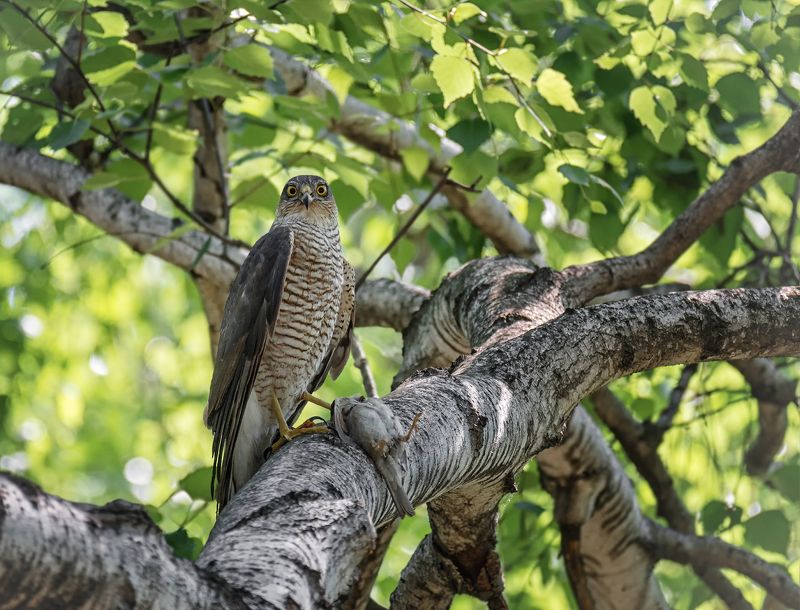ястреб перепелятник, Сказал, идти мимо..!photo preview