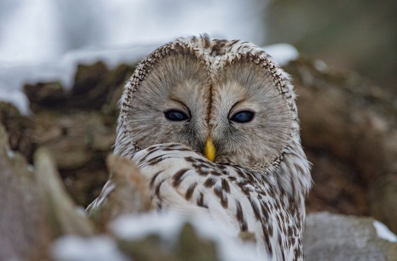 длиннохвостая неясыть, уральская неясыть, strix uralensis Длиннохвостая неясыть (Strix uralensis).photo preview