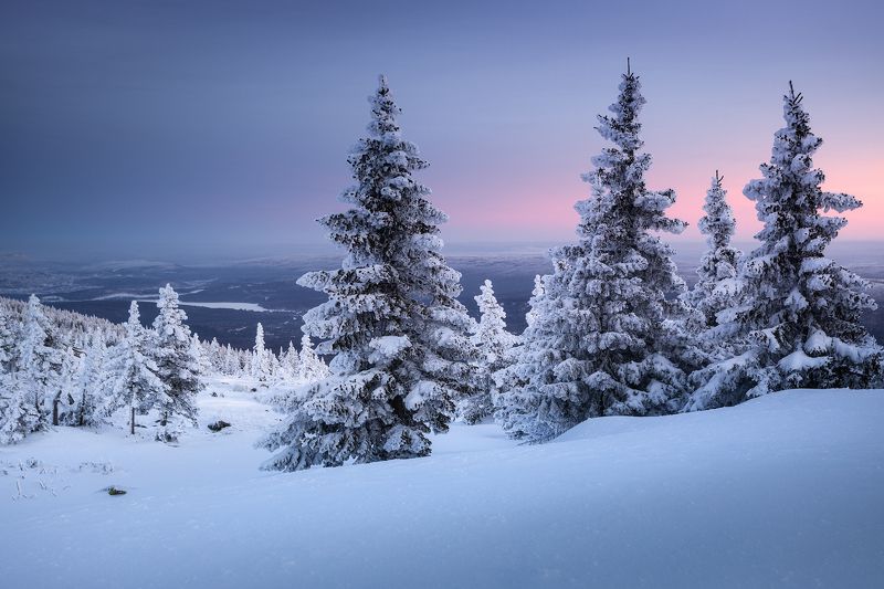 Елочкиphoto preview