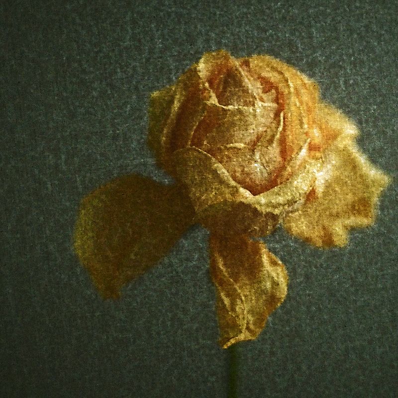 Бархат сухих лепестковphoto preview