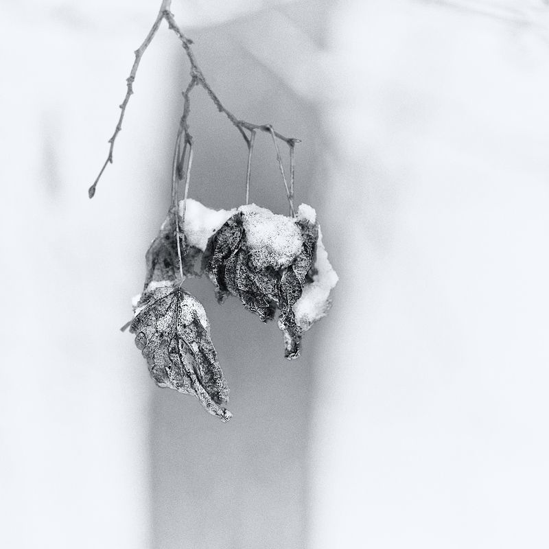 зима, снег Зимнийphoto preview