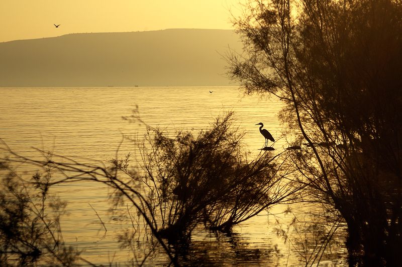 nature, landscape, nature, israel, sunset, закат, пейзаж, птицы, canon  Kfar Nahum National Park, Israel.photo preview