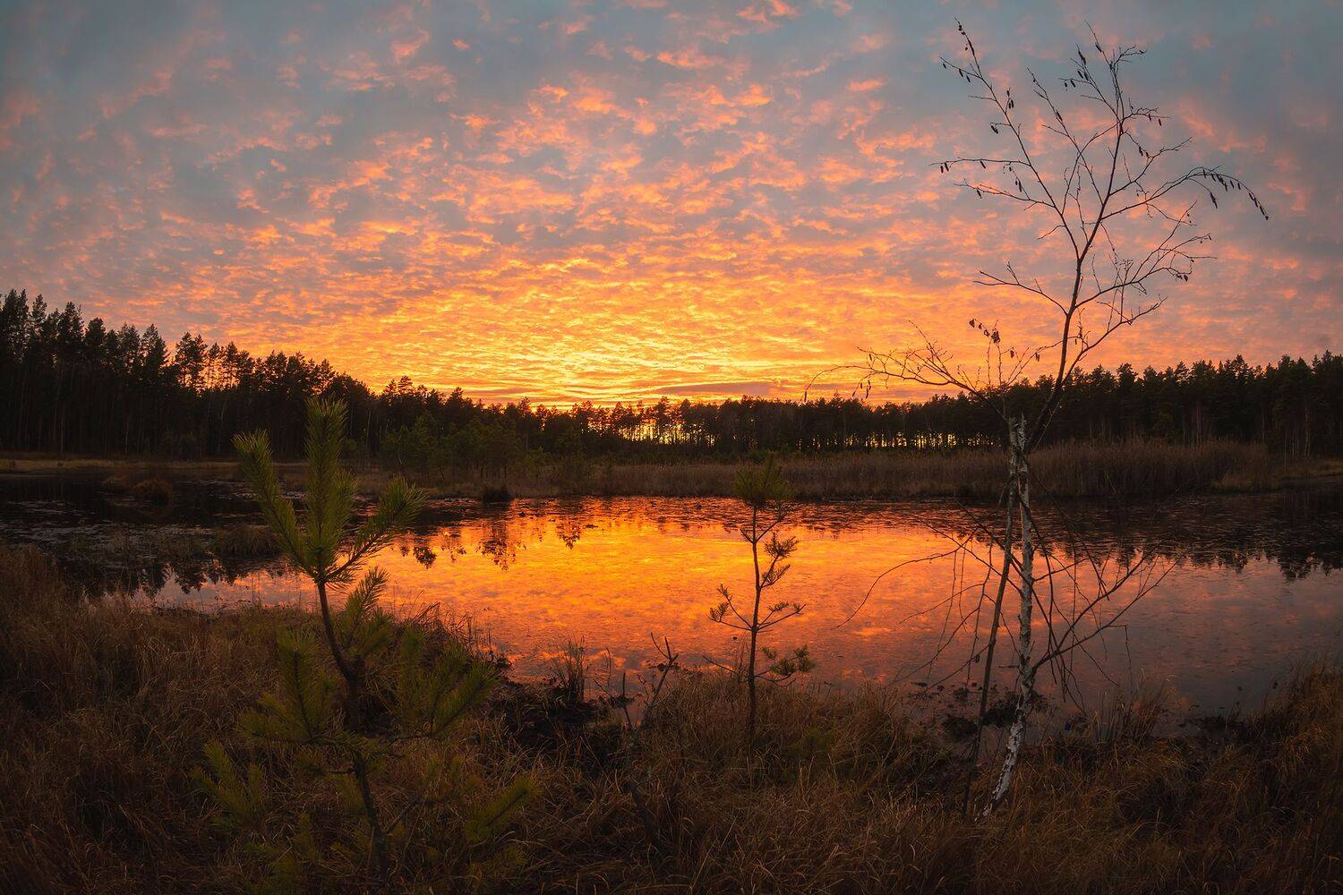 Вечер на болоте. Автор: Захаров Дмитрий , Захаров Дмитрий