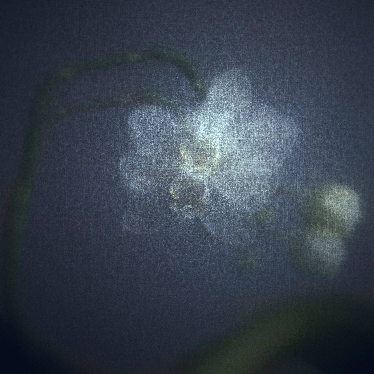 Луны холодные объятия.... Автор: Татьяна Аверина #haruhisacamera #haruhisa, Татьяна Аверина