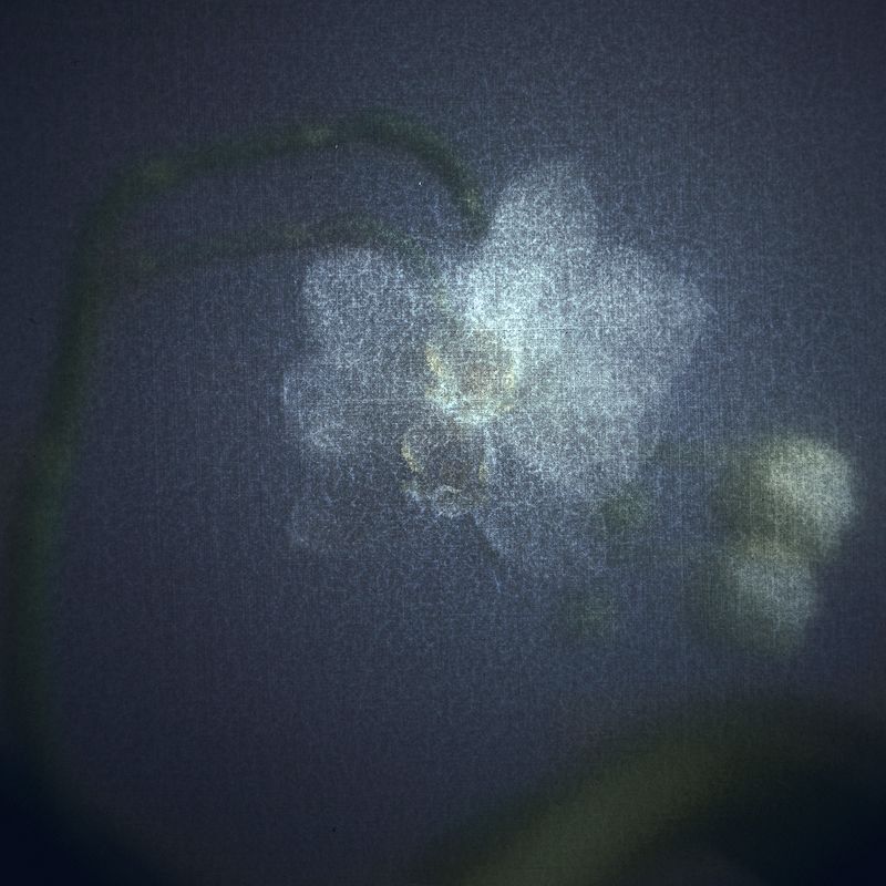 #haruhisacamera #haruhisa Луны холодные объятия...photo preview