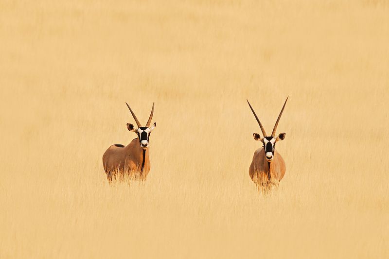 #африка #намибия #орикс #калахари #africa #namibia #oryx Ориксыphoto preview