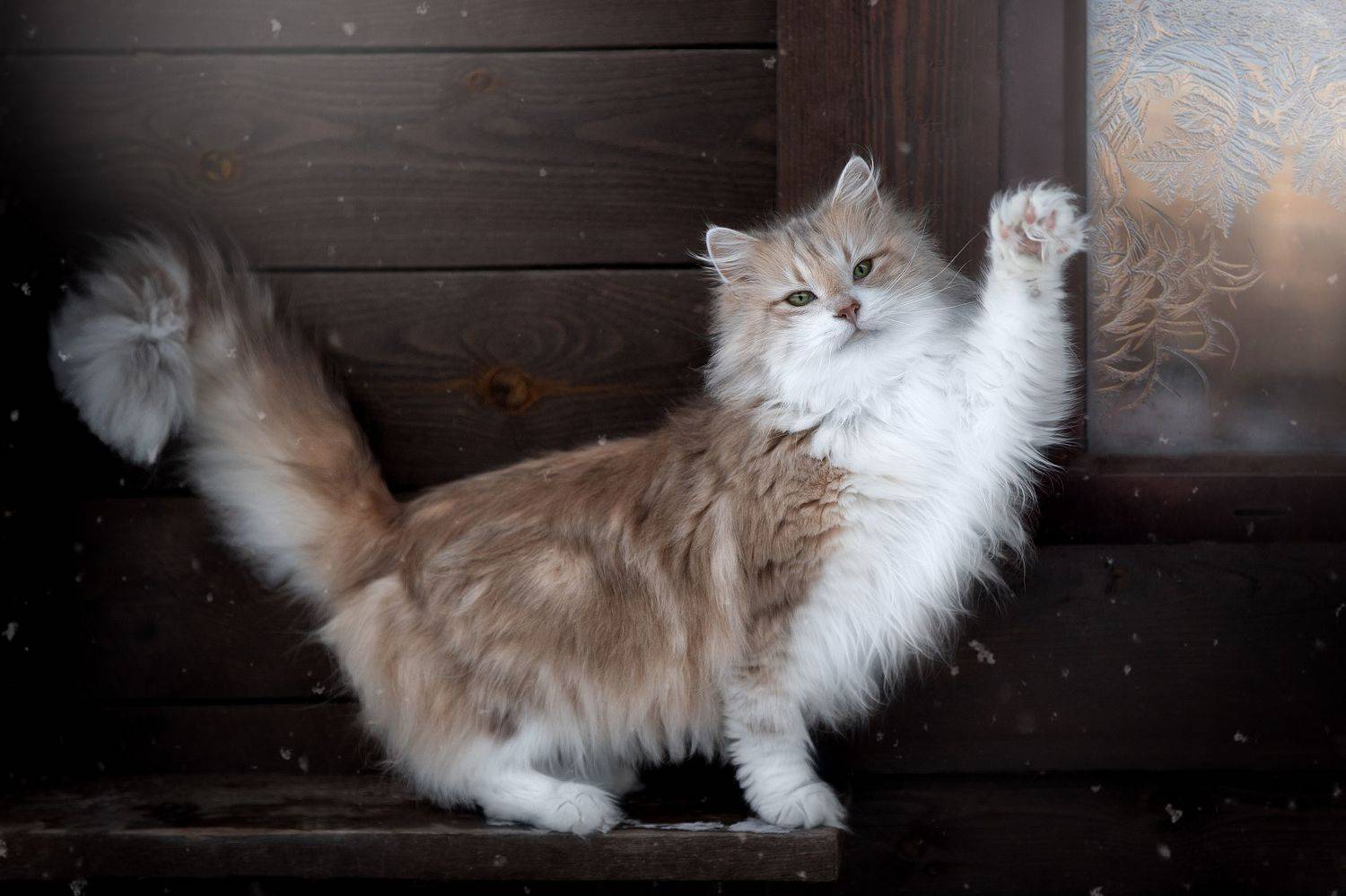 Норвежский Лесной приветствует:))). Автор: Светлана Писарева , Светлана Писарева