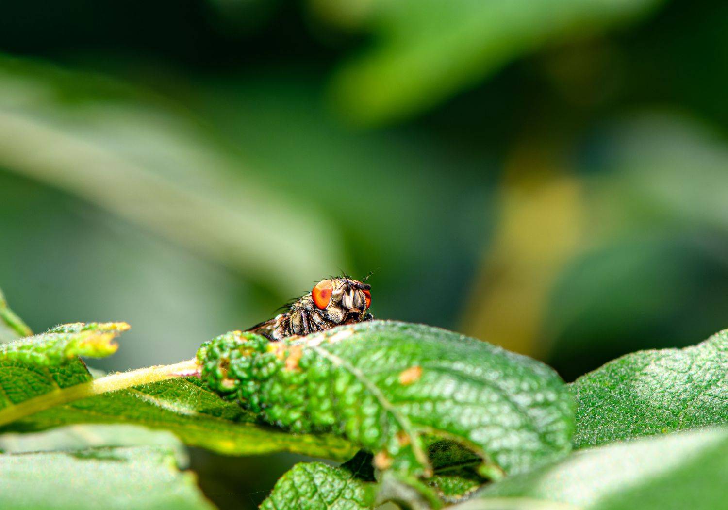 fly, red eyes, insect, animal,  Mykhailo