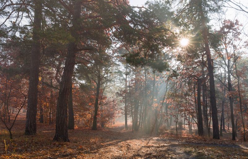 лес осень октябрь туман свет лучи рассвет Когда утро радует глаз 31.10. 2021г.photo preview