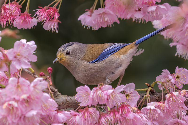 蓝翅希鹛（学名：Minla cyanouroptera）photo preview