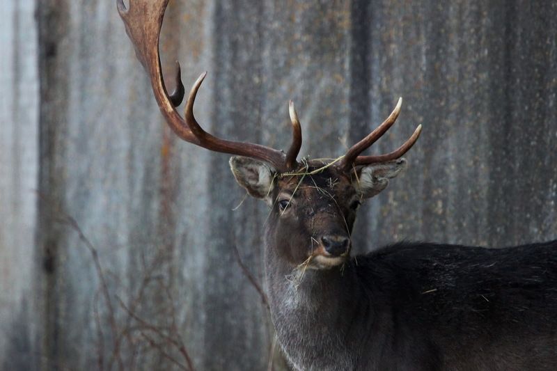 111 111photo preview