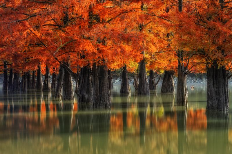 Кипарисыphoto preview