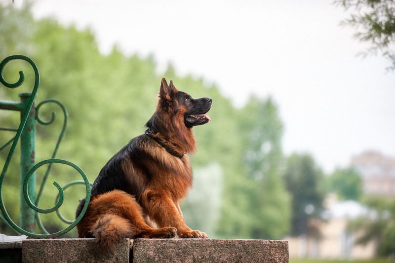 Вместо льваphoto preview