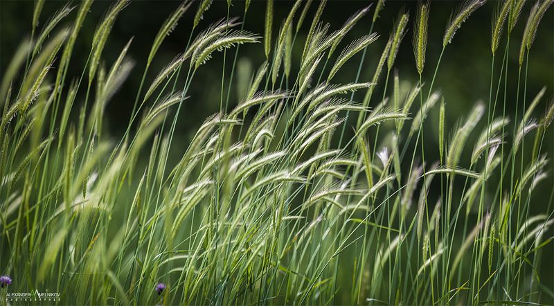 Нежностьphoto preview