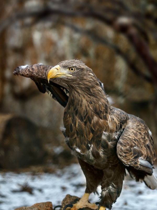 Честь имею. Орлан - белохвостphoto preview