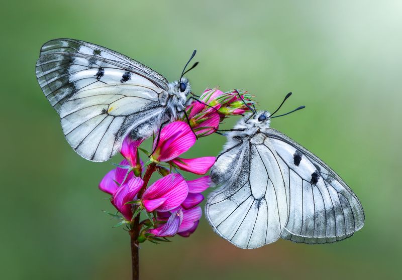 macro, butterfly, nature, summer, flower, beautiful, insect, beauty, seasonal, moth, lepidoptera, arthropod, color, wing, background, natural, spring, plant, colorful, season, floral, wildlife, animal, flora, monarch, orange, wild, close, detail, bug, out lOVEphoto preview