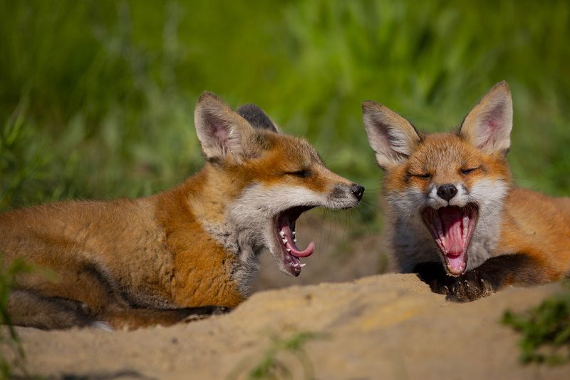 хористыphoto preview