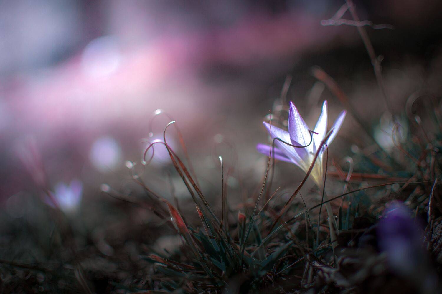 Pink. Автор: Борислав Алексиев purple,flowers,wild,nature,light,bokeh,pink,zenit,helios,nikon,, Борислав Алексиев