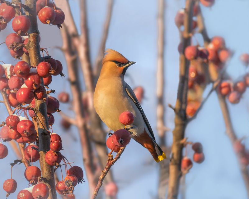 птица, свиристель, февраль, яблоки, зима, Свиристель..photo preview