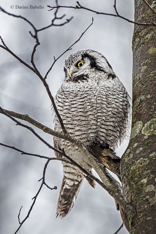 Ястребиная соваphoto preview