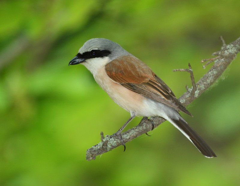 Жулан обыкновенный. фото превью