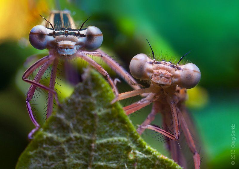 close-up, damselfly, dragonfly, eyes, face, head, macro, nature, serkiz oleg, макро, олег серкиз, стрекоза Шпионыphoto preview