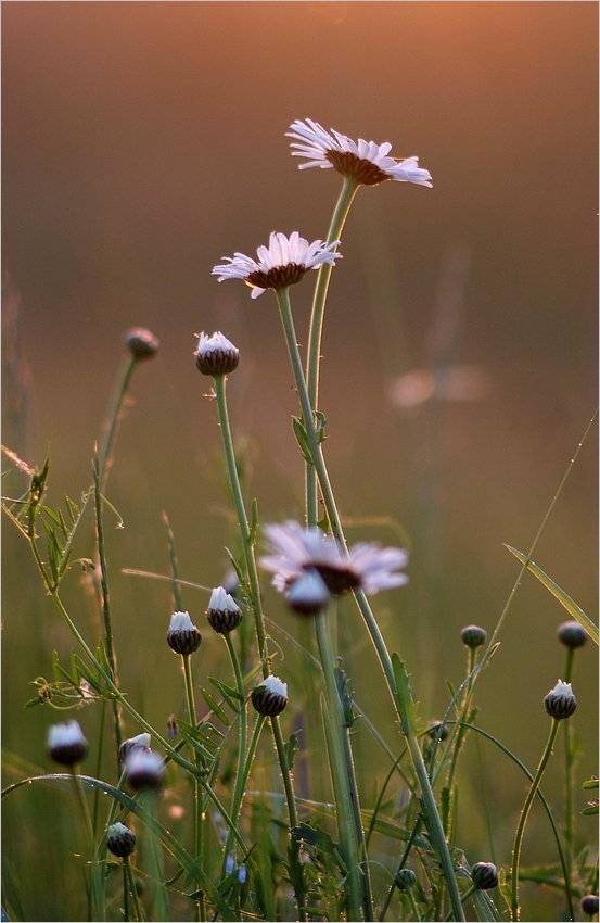 , Николай Шахманцир