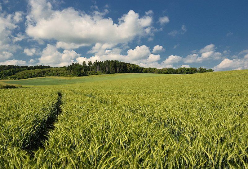 Майское полеphoto preview