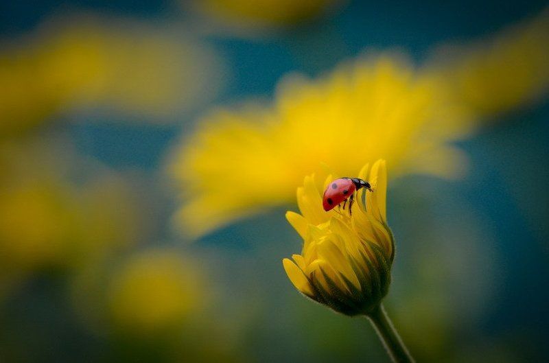 Два солнышкаphoto preview