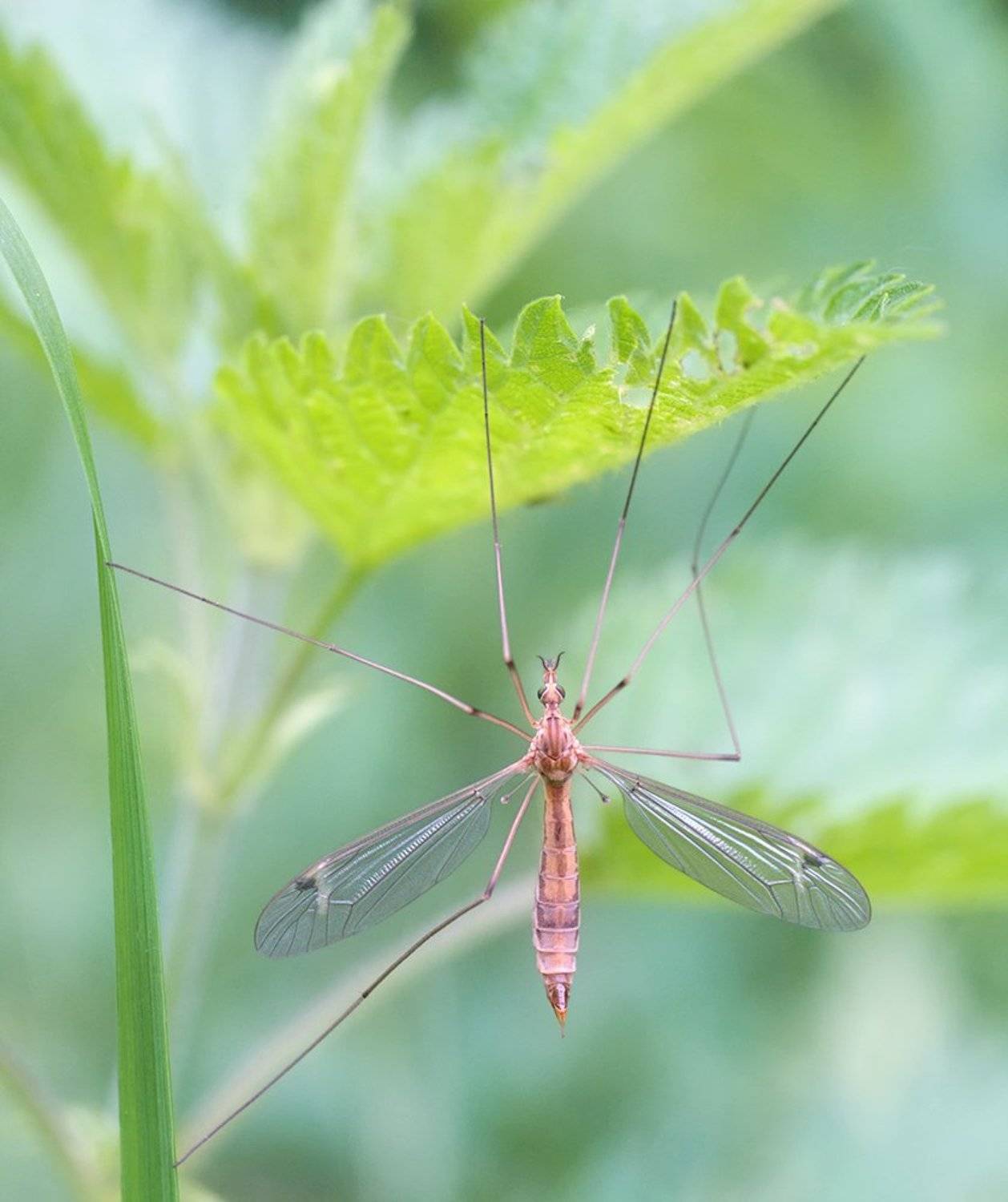 ***. Автор: Alexey Gnilenkov fuji x-pro1, leica macro-elmarit 60/2.8, комар долгоножка, Alexey Gnilenkov