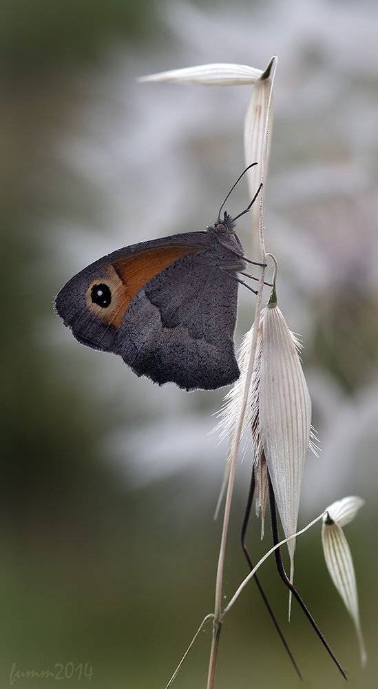 , Игорь ФУММ