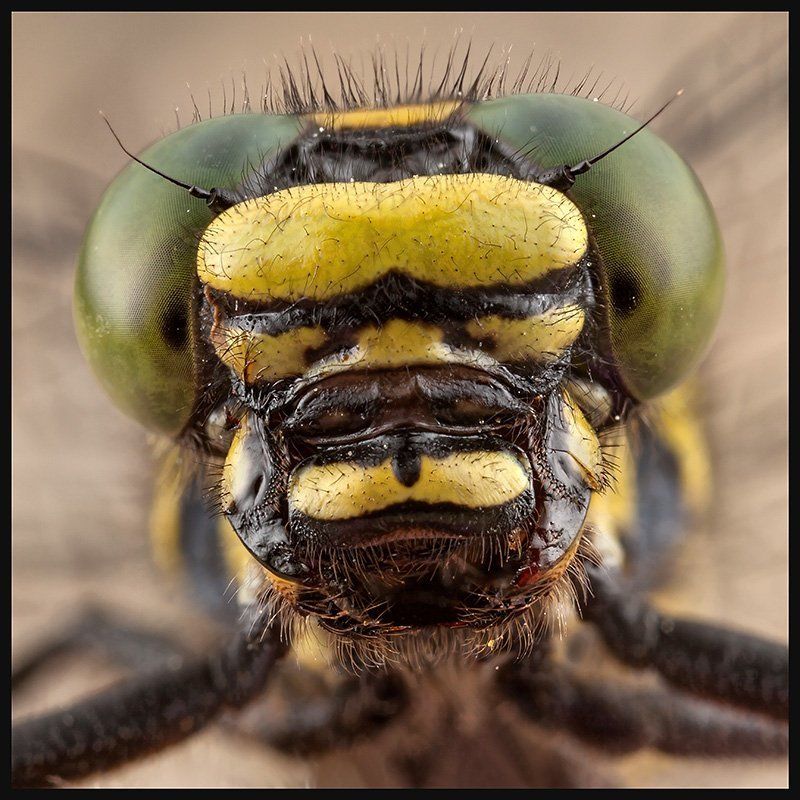 Дедка, Макро, Речника, Стрекоза Чужойphoto preview