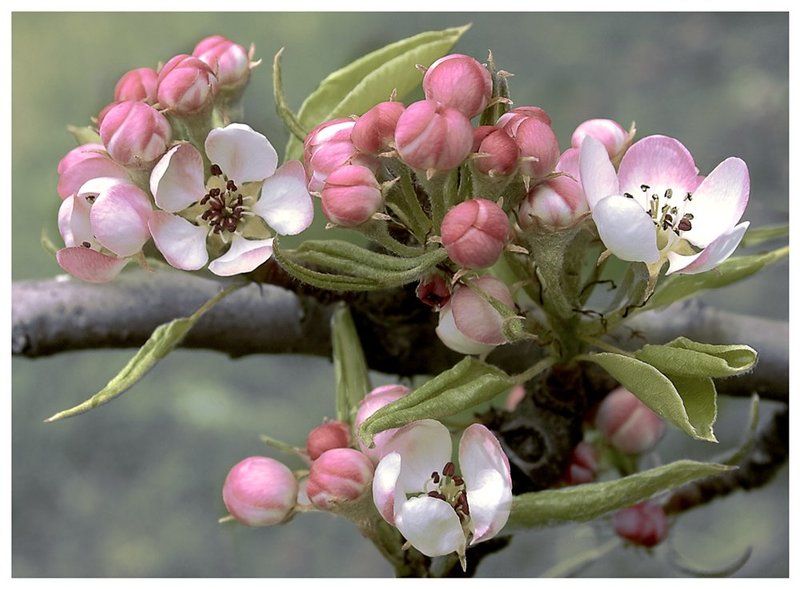 Пока только цветочки...photo preview