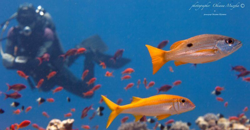 Подводный мир.photo preview