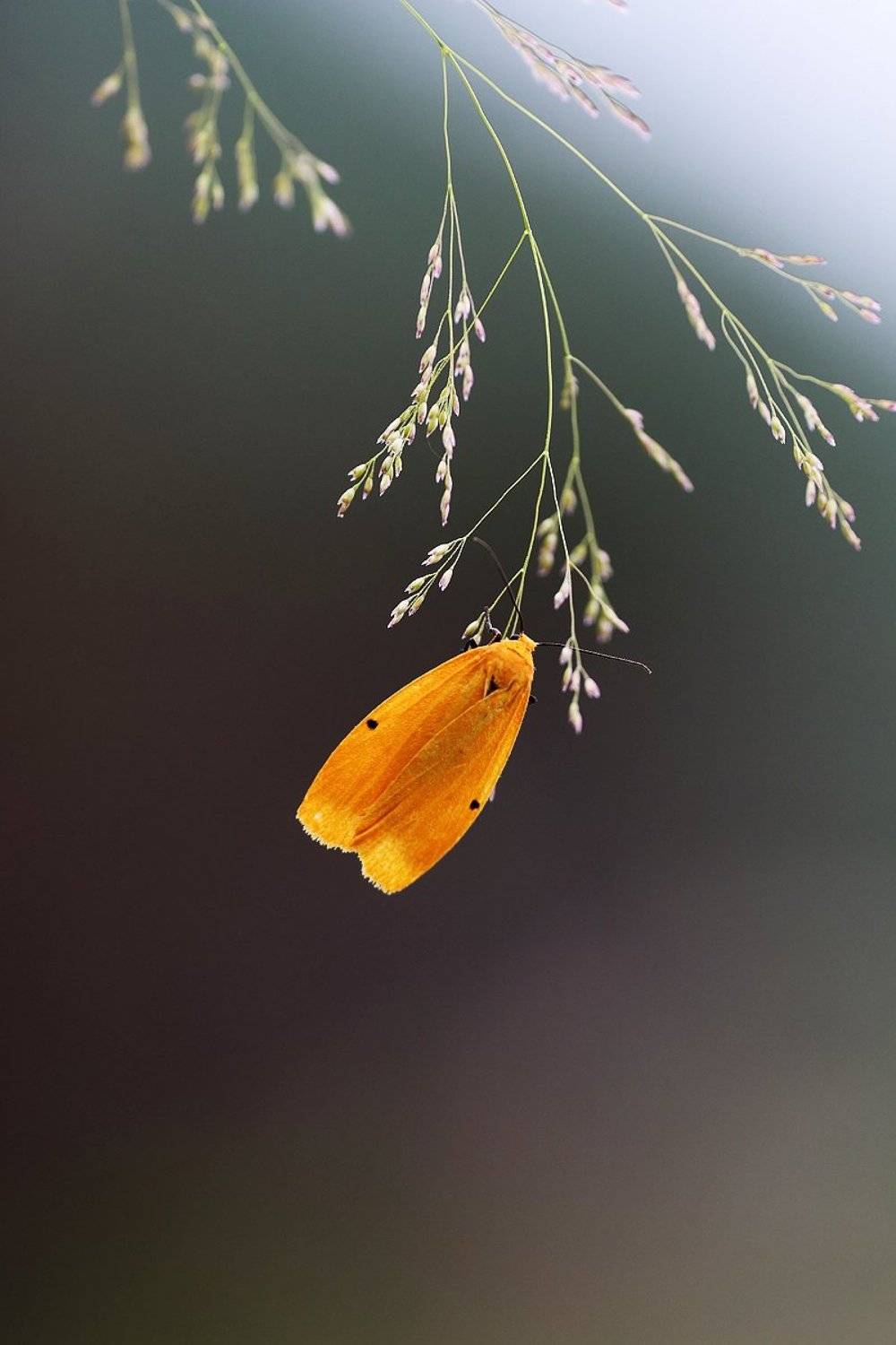 ***. Автор: 王锋 , 王锋