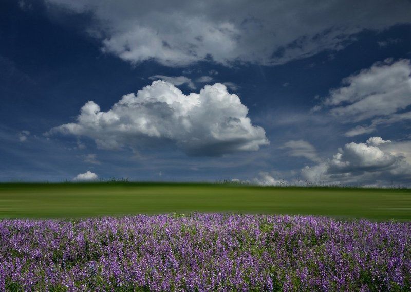 Люцерновая фантазияphoto preview