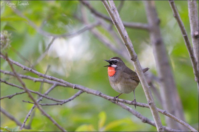 Сахалин, Соловей-красношейка Соловей-красношейкаphoto preview