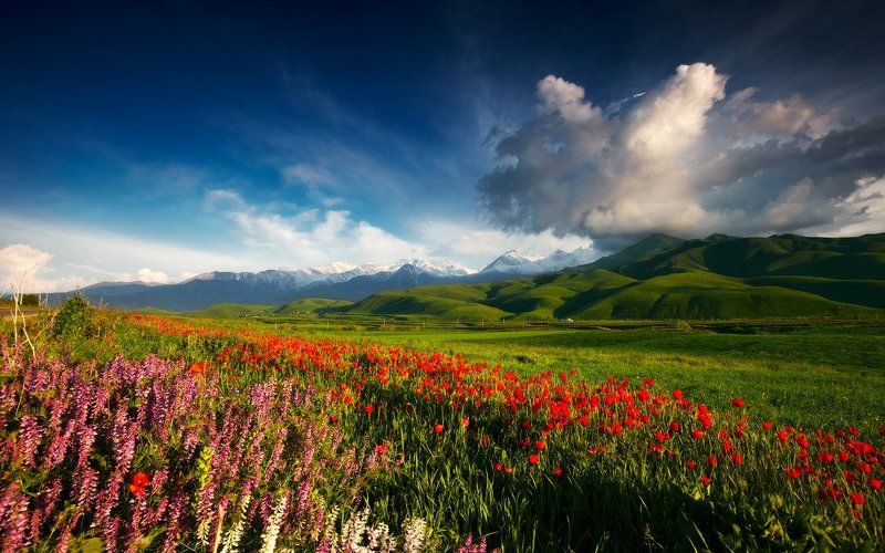 Ala-archa, Alamedin, Bishkek, Flowers, Kyrgyzstan, Landscape, Lazyvladphoto, Lazy_vlad, Mountains, Poppies, Ала-арча, Бишкек, Весна, Горы, Киргизия, Кыргызстан, Маки, Цветы Весенняя безмятежностьphoto preview