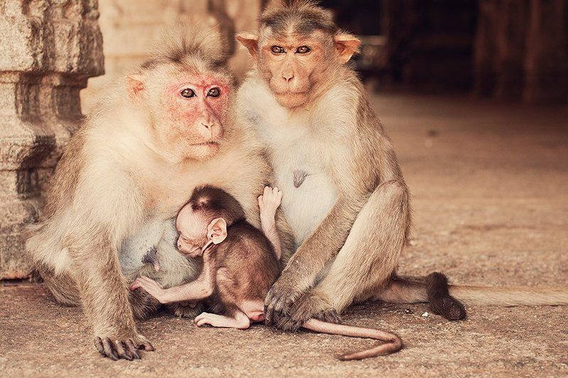 индийская семья обезьянphoto preview