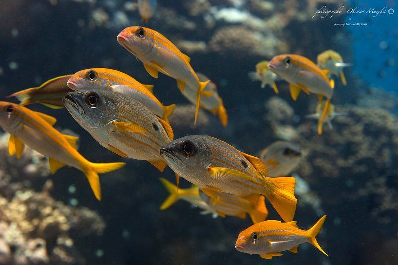 Подводный мир 2photo preview