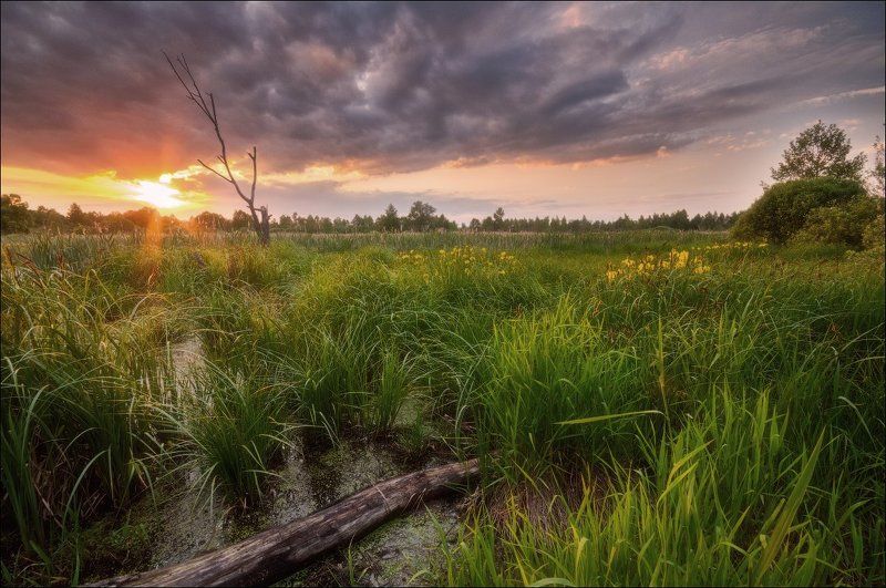 Болото, Закат, Подмосковье, Солнце Закат на болотеphoto preview